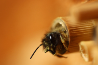 Biologie der Wildbienen (Gattungen und Bestimmungshilfen)