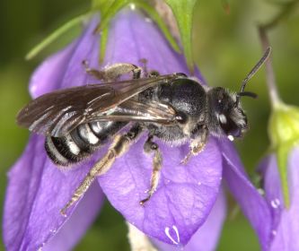 Weibchen der Glockenblumen-Schmalbiene. Foto: Gerd Reder